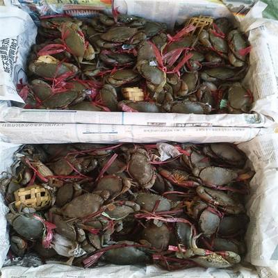 缅甸蟹 孟加拉蟹 青蟹 螃蟹水产品市场销售 非冷冻 大只 鲜活