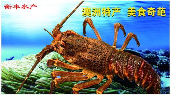  中国智造 农业 鲜活水产品 虾类 成活率:100(%)  类型:活虾 生长