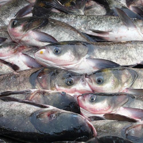 厂家供应淡水鱼花鲢 鲜活生态鲢鱼胖头鱼 优质鲜活水产品批发.