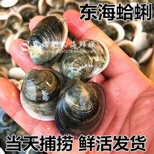 新货东海蛤蜊鲜活花甲贝类无沙海鲜水产品1斤40只左右本地特产