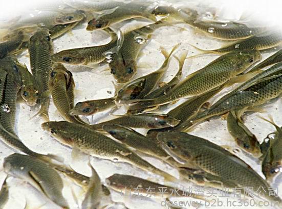 鱼类养殖批发-鲜活水产品-水产养殖