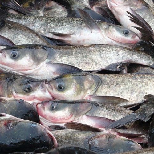 厂家供应淡水鱼花鲢鲜活生态鲢鱼胖头鱼优质鲜活水产品